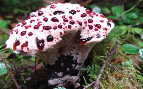 🔥All hail...the bleeding tooth fungus! : r/NatureIsFuckingLit