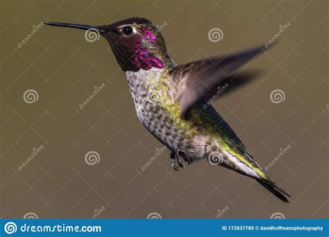 Hummingbird Flying, Flapping Its Wings in Flight Stock Image - Image of ...