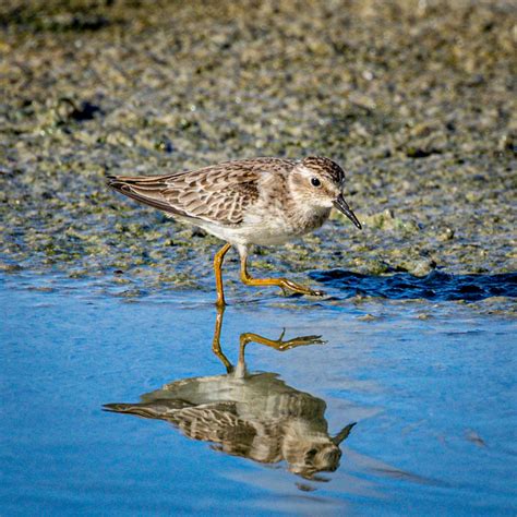 Least Sandpiper Least Sandpiper | Great Bird Pics