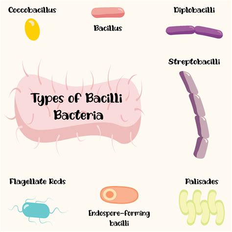 Types of bacilli bacteria 6645985 Vector Art at Vecteezy