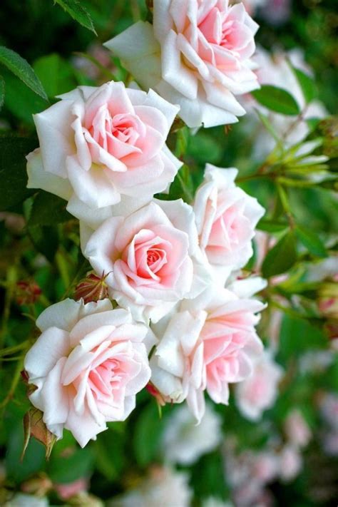 5 essential climbing rose varieties for your garden – Tiny Garden