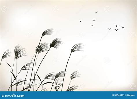 Reed painting stock vector. Illustration of beauty, drawing - 36340961