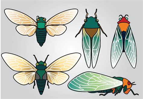 Cicada Vector Pack 164524 Vector Art at Vecteezy