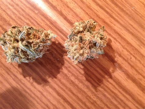 Strain-Gallery: Special Lime Haze (Bulk Seed Bank) PIC ...