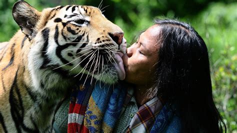 20 Amazing Facts About Tiger You Never Knew