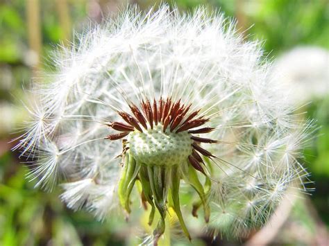 Taraxacum ~ Everything You Need to Know with Photos | Videos