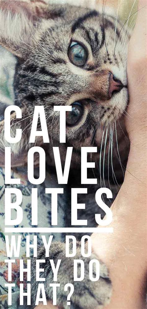 Cat Love Bites - Why Do They Do That? - The Happy Cat Site