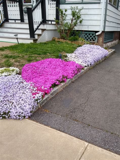 Creeping Phlox – The Gardener's Apprentice