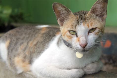 Javanese Cat Facts | ASPCA® Pet Health Insurance