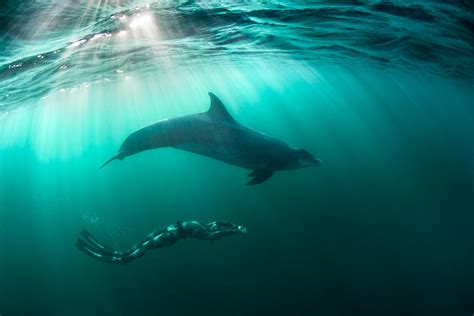 Freediver swim together with Bottlenose Dolphin in Ireland