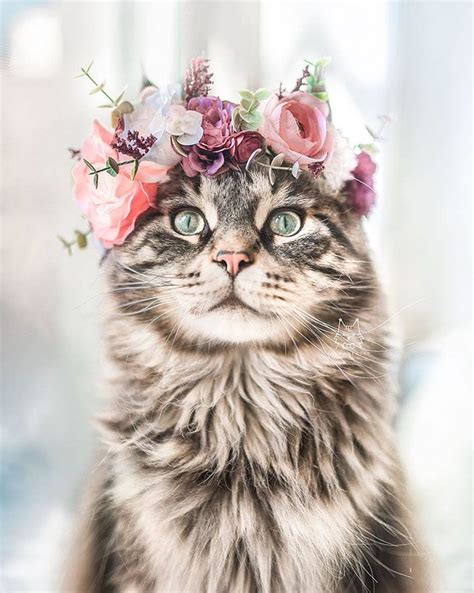 This Artist Is Making Flower Crowns For Animals And They Look Majestic | Flower crown, Cats ...