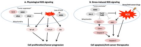 Cancers | Free Full-Text | Mitochondrial Redox Signaling and Tumor ...