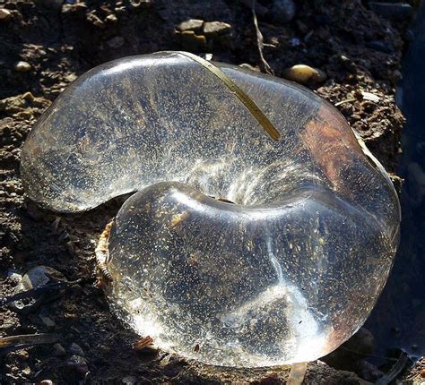 Nature is awesome. This is a Moon Snail egg sac. : r/awesome