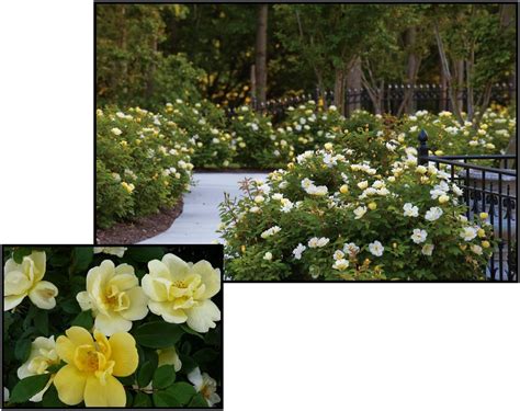 KNOCK OUT ROSE SUNNY – Hinsdale Nurseries – Welcome to Hinsdale Nurseries