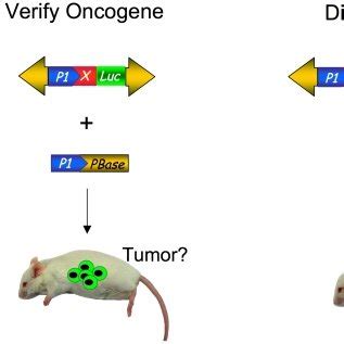 Potential oncogenic pathway to be interrogated with candidate oncogene ...