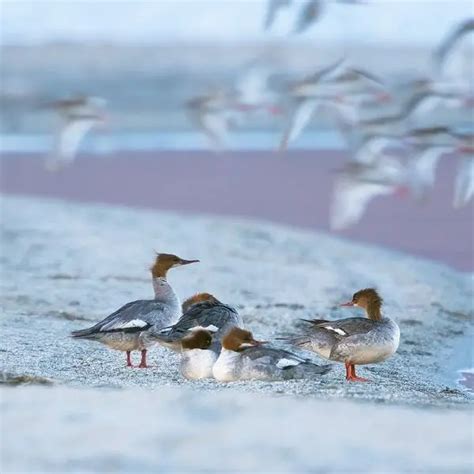 Common Merganser - Facts, Diet, Habitat & Pictures on Animalia.bio