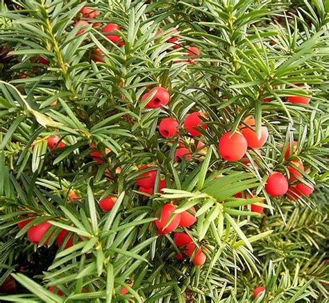 უთხოვარი | Taxus baccata, Plants, Organic herbs