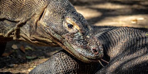 Scientists Create Antibiotic from Komodo Dragon Blood | Drug Discovery And Development