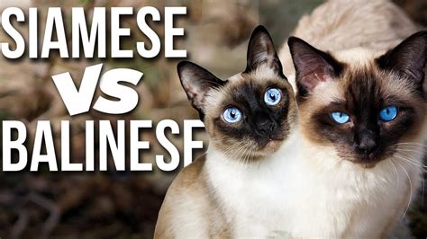 Siamese VS Balinese: Know The Differences! - YouTube
