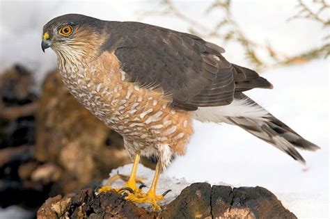 Hawks in Wisconsin (8 Species Pictured) - Daily Birder