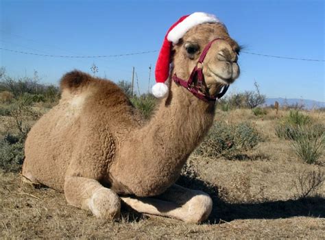 Christmas Camel Blank Template - Imgflip