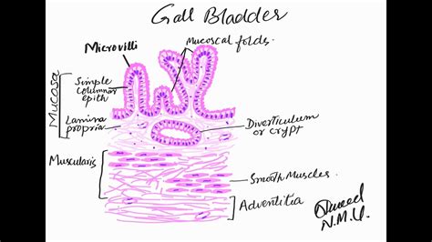 Histology Gallbladder Ideas Gallbladder Histology Slides Tissue Biology ...