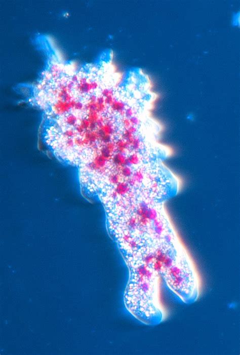 Amoeba proteus - Monaco Nature Encyclopedia