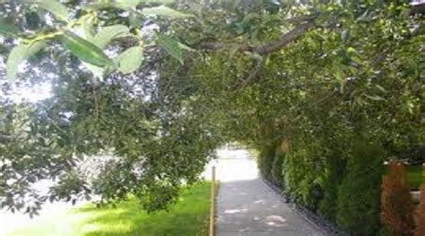 Overhanging Trees and Branches - Buloke Shire Council