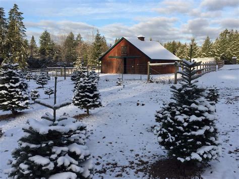 2020 Guide to Christmas Tree Farms in Thurston County - ThurstonTalk