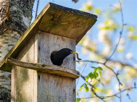 Where Do Starlings Nest? | Birdfact