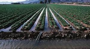 Surface Irrigation - Its Working, 3 Types, and Advantages