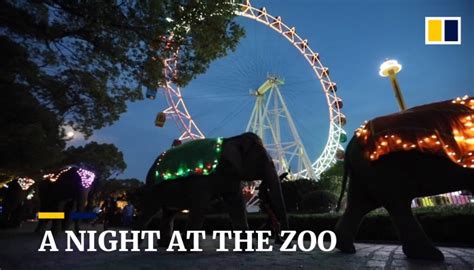 Shanghai zoo opens for night visits | South China Morning Post