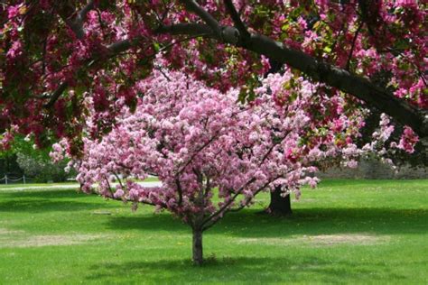 Yard and Garden: Identify and Enjoy Crabapples | News