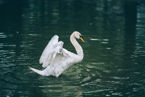 Premium Photo | White swan in the lake