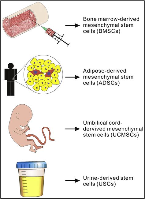 Osteoblastic stem cell sources. The potential sources of mesenchymal... | Download Scientific ...