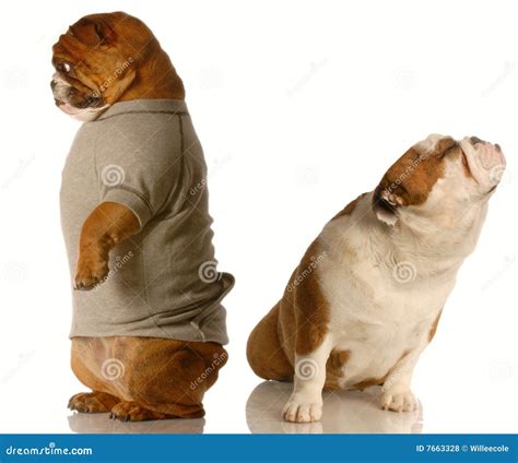 Funny dog fight stock photo. Image of conflict, argue - 7663328