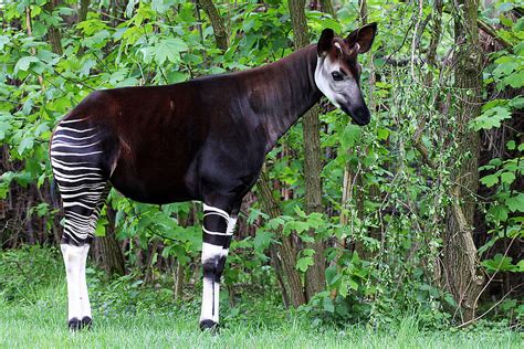 Okapi: Im Zoo Leipzig hautnah erleben