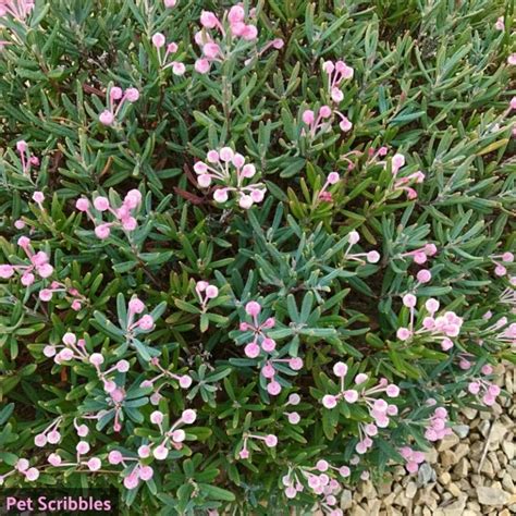 Bog Rosemary Facts You Need to Know (Andromeda Polifolia) - Pet Scribbles