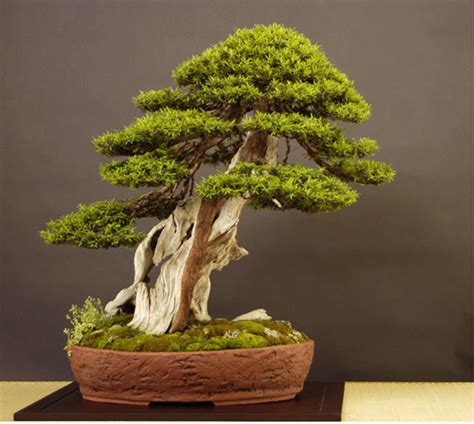 It’s Taxus Time | Bonsai Bark