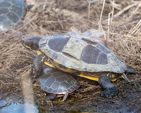 CWF Studies Invasive Red-eared Sliders’ Behaviours in Canadian Basking Sites – Your Connection ...