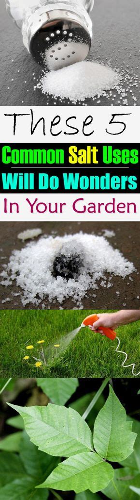 These 5 Common Salt Uses Will Do Wonders In Your Garden | Garden pests, Lawn care, Dream garden