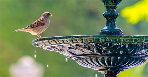 Pressure Washing a Bird Bath - How to Pressure Wash a Bird Bath