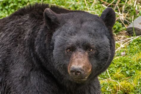 990+ Black Bear Yellowstone National Park Stock Photos, Pictures ...