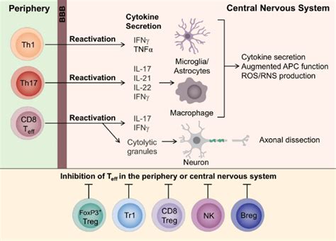 Effector T cells in multiple sclerosis (with the permission of [2 ...