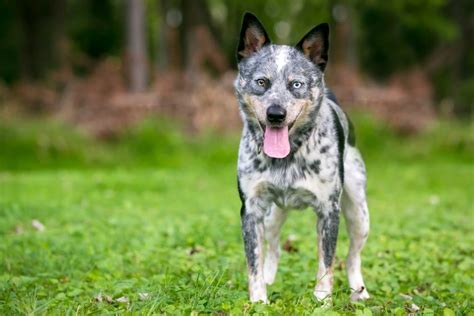 Mini Blue Heeler: A Dog You Don't See Every Day