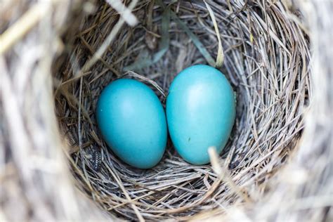 Close Up Photography of Bird Nest · Free Stock Photo