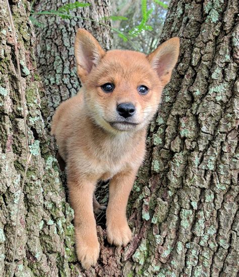 Shiba Inu Puppies For Sale | Columbus, OH #236639