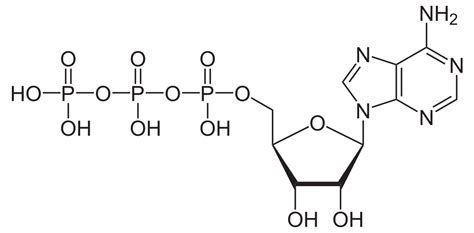 Adenosín trifosfato - Wikipedia, la enciclopedia libre