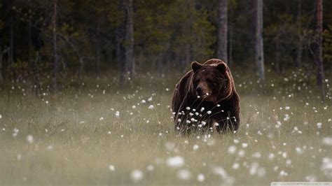 Forest Bear, autumn black bear HD wallpaper | Pxfuel