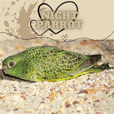 Night Parrot - Distribution Habitat Breeding Diet Subspecies